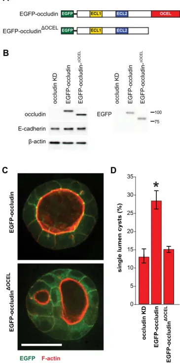 Fig. 8. The occludin interaction with ZO-1 is necessary for single-lumen formation. (A) Domain structure of EGFP –occludin and EGFP–occludin lacking the ZO-1-binding coiled-coil OCEL domain (EGFP –occludin ΔOCEL )