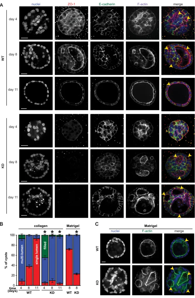 Fig. 1. See next page for legend. Journal of Cell Science