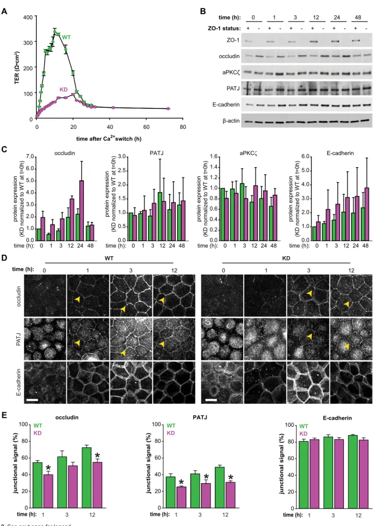 Fig. 2. See next page for legend. Journal of Cell Science