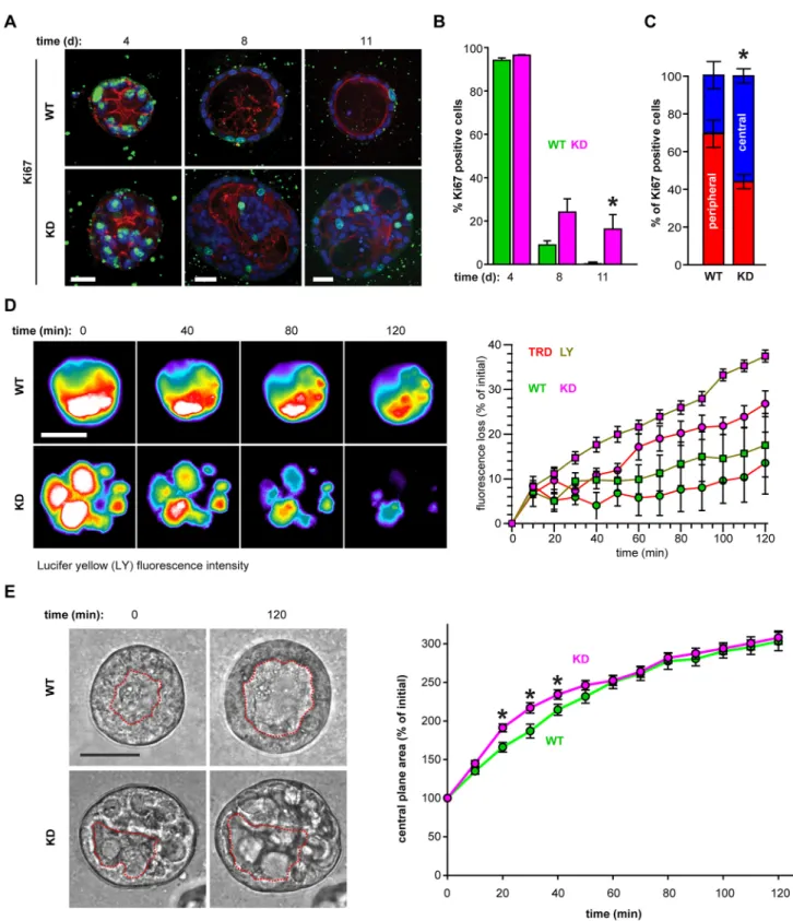 Fig. 3. ZO-1 regulates epithelial proliferation and the macromolecular barrier in 3D structures