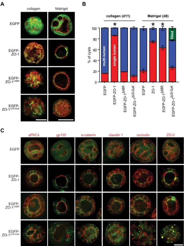 Fig. 4. Morphogenesis requires ZO-1 ABR- and U5-GuK-mediated interactions. (A) Cells expressing EGFP or EGFP –ZO-1 mutants were grown in either collagen or Matrigel to form cysts
