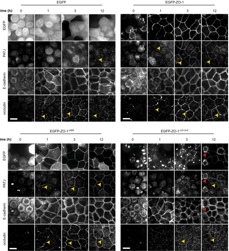 Fig. 5. The ZO-1 U5-GuK domain is necessary for tight junction assembly in 2D cultures