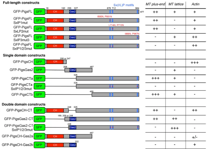 Fig. 4. Pigs expression constructs. Schematic of the different Pigs expression constructs used in this study