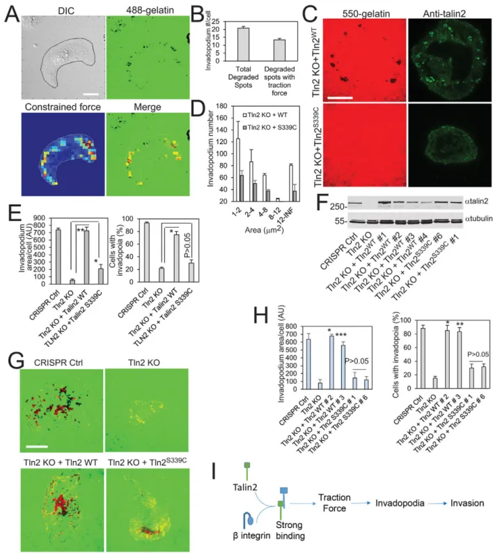Fig. 8. Strong binding of talin2 to β-integrin tails is indispensable for invadopodium-mediated matrix degradation