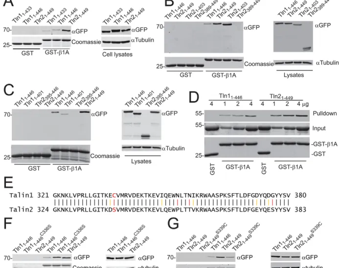 Fig. 1. Talin2 has a much higher affinity than talin1 for β-integrin tails. (A–C) Binding of talin-truncated mutants to β1A-integrin tails, measured by using GST pulldown assays