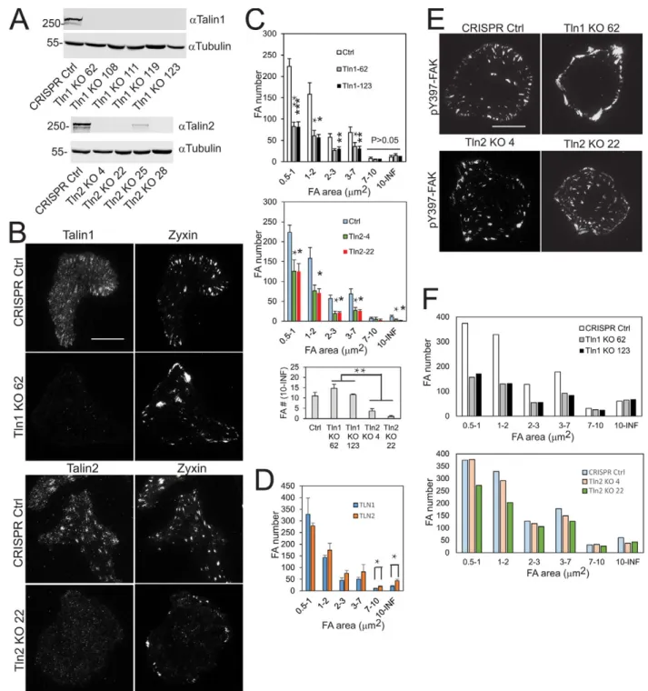 Fig. 2. Talin1 is required for small focal adhesion formation, whereas talin2 is responsible for large, stable focal adhesion assembly
