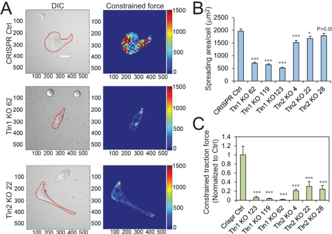 Fig. 3. The roles of talin1 and talin2 in cell spreading and traction force production