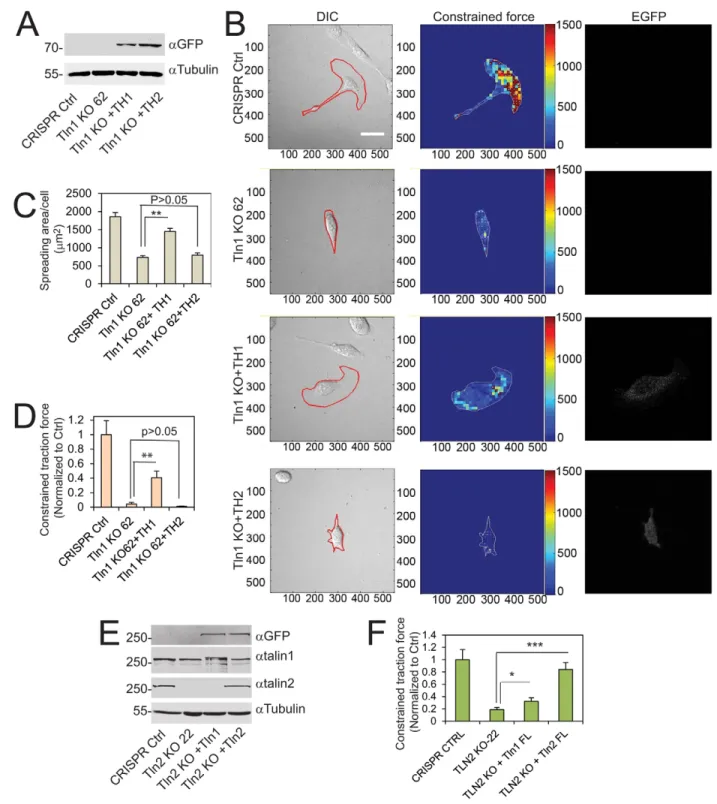 Fig. 4. Talin2 is indispensable for traction force generation. (A) Expression of EGFP –talin1 head domain (TH1) and –talin2 head domain (TH2) in talin1- talin1-knockout (KO) U2OS cells