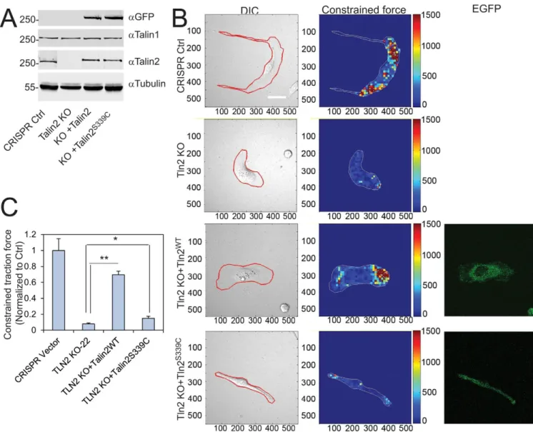 Fig. 5. Strong binding of talin2 to β-integrin tails is required for traction force generation