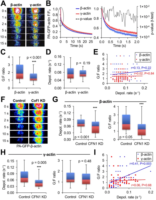 Fig. 5. MAAP analyses of β- and γ-actin dynamics. (A) Representative photoactivation images from cells expressing either PA-GFP–β-actin or PA-GFP–γ- PA-GFP–γ-actin