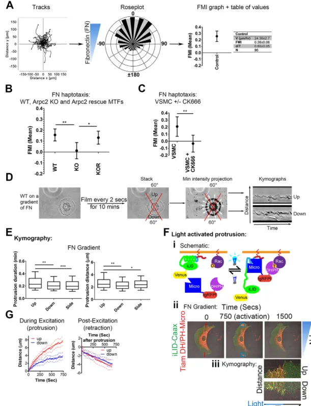 Fig. 1. Differential lamellipodial protrusion dynamics regulate haptotaxis on fibronectin