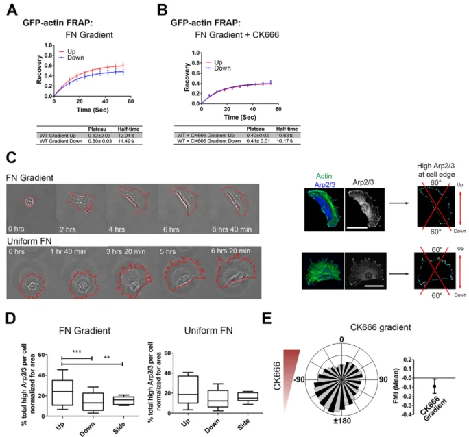 Fig. 2. Differential actin dynamics regulated through activity of the Arp2/3 complex is essential for haptotaxis on fibronectin