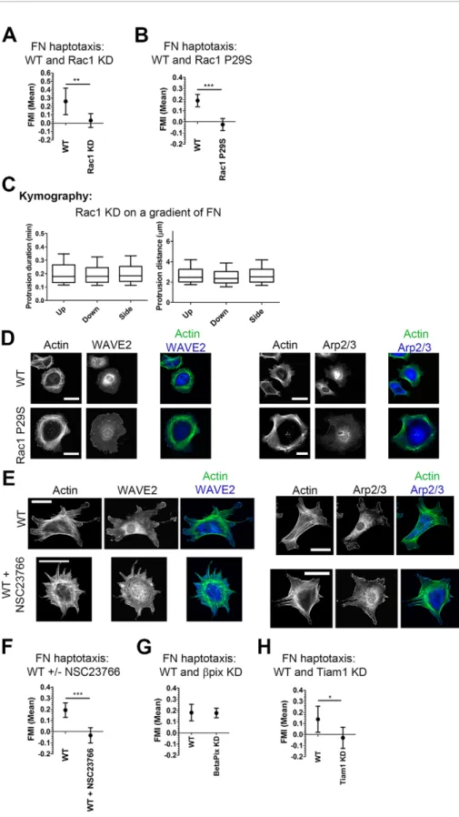Fig. 4. Properly regulated Rac1 is essential for haptotaxis. (A) FMI graph (mean±95% C.I.s) for haptotaxis on fibronectin (FN) of WT and  Rac1-knockdown (KD) shRNA1 IA32 fibroblasts.