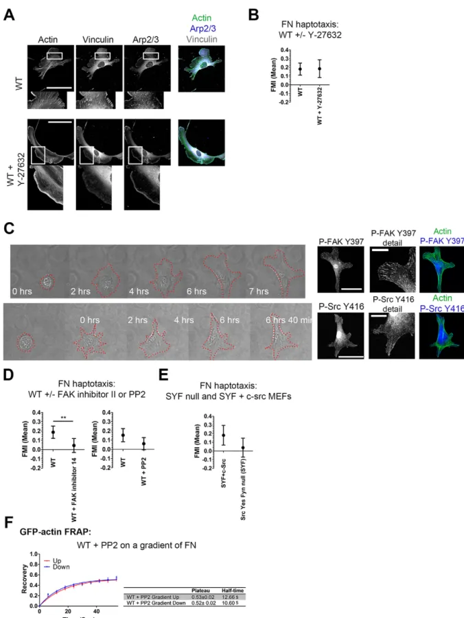 Fig. 5. Focal adhesions are dispensable for haptotaxis, whereas FAK and SFKs are required and affect differential actin dynamics.