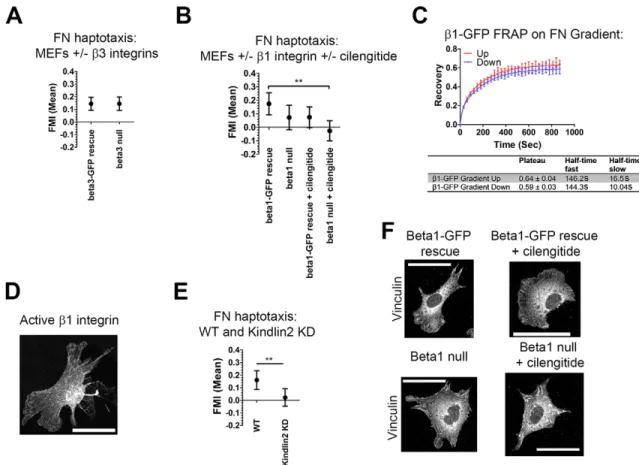 Fig. 6. Haptotaxis on fibronectin is an integrin-based process. (A) FMI graph (mean±95% C.I.s) for haptotaxis on fibronectin (FN) of β3-null MEFs and the rescue line (expressing β3–GFP)