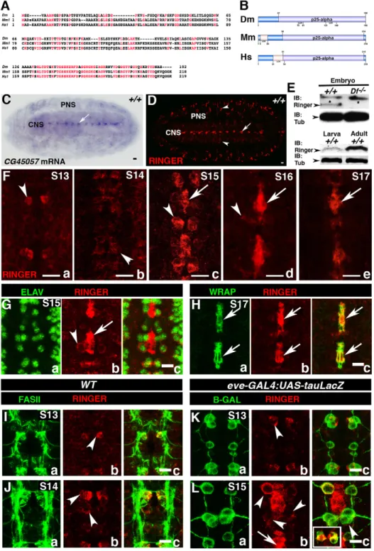 Fig. 1. CG45057 (ringmaker) is dynamically expressed in the embryonic CNS. Drosophila CG45057, now ringmaker (ringer) encodes a 192-amino-acid polypeptide