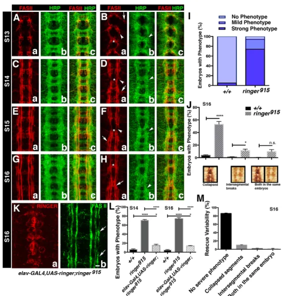 Fig. 3. Lack of ringer results in embryonic axonal growth and targeting defects. (A –H) Analysis of CNS axons at stages (S)13 through 16 using an anti-HRP antibody (Bb,Db,Fb, Hb compare to Ab,Cb,Eb,Gb) and staining of FASII reveals changes in the neuropil