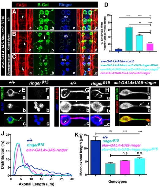 Fig. 4. Changes in Ringer levels affect neuronal position and process extension. (A –C) FASII- (a), β-Galactosidase- (b, B-Gal) and Ringer-specific (c) immunostaining of eve-GAL4:UAS-tau-LacZ embryos shows arrangement of early stage-16 RP2, aCC and pCC neu