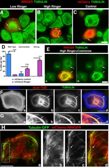 Fig. 5Hc and full cell image Fig. 5Hd, arrow). In contrast, S2 cells coexpressing mCherry –Ringer and GFP–actin showed no colocalization (Fig