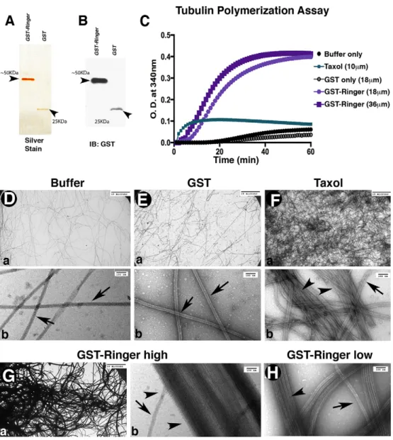 Fig. 6. Ringer directly affects microtubule dynamics.