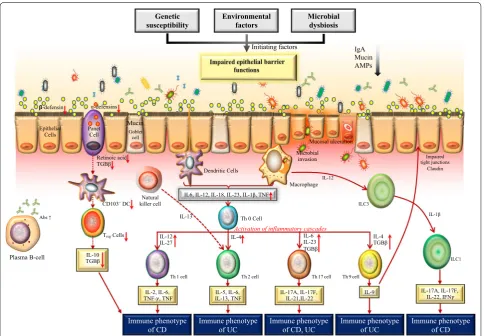 Fig. 3 Current understanding of the Microbial–Immune interaction models in IBD. Intestinal homeostasis involves a cross-talk between the epithelial barrier functions, the immune system and the gut microbiota