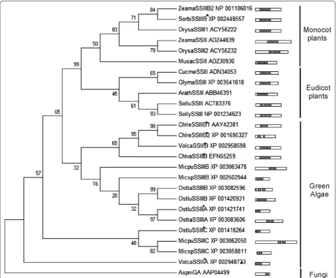 Fig. 1 Phylogenetic tree of SSIII SBD regions. The tree is based on the alignment of SBD regions from SSIII amino acid sequences obtained with PSI‑Blast (shown in Additional Table 1)