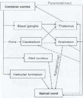 Figure 1. Motor Pathways 
