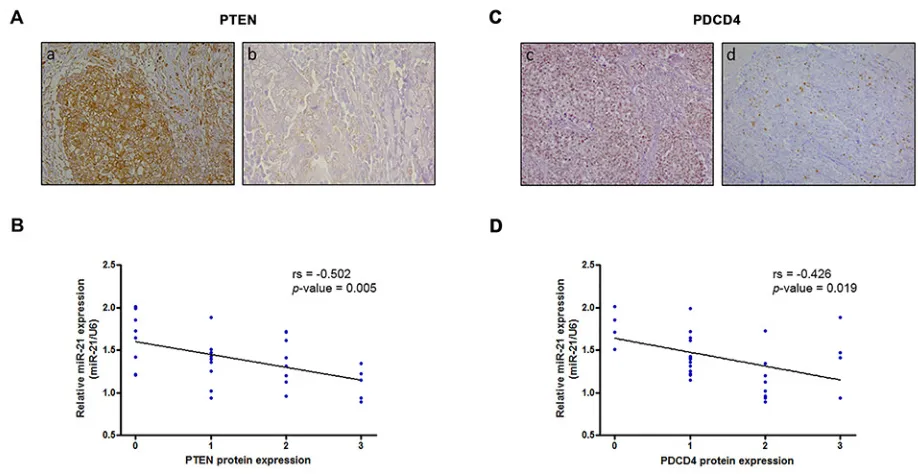 Figure 3: PTEN and PDCD4 protein levels correlate with miR-21 expression in HER2-positive breast cancer