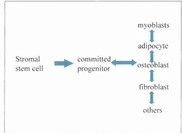 Figure 1(b) -  Cells of the marrow stromal lineage