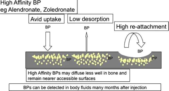 Figure	1.4: Effect	of	Binding	Affinity	of	Bisphosphonates	on	their	Uptake	and	Detachment	from	bone	surfaces	 and	their	re-cycling.		Reproduced	with	permission.	(43).	