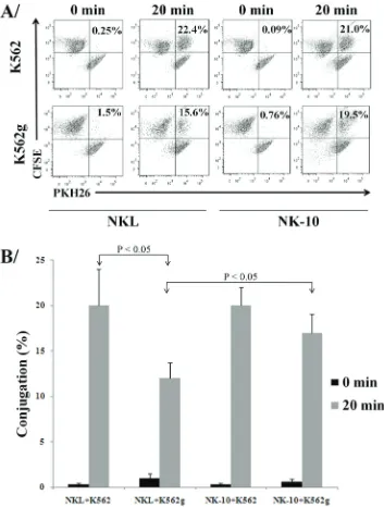 Figure 5: silencing Ilt2 improves conjugate formation in presence of HlA-G. Representative dot-plots with double positive signals representing the conjugates formed by NKL or NK-10 (ILT2- NKL cells) and K562 or K562g cells, the percent of conjugates are in