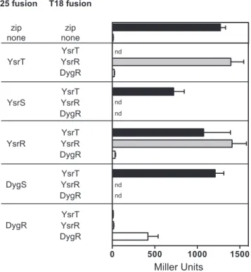 FIG 4 DygS, but not DygR, interacts with YsrT. Various components of the Dyg and Ysr phosphorelay systems were cloned into pT18 and pT25,  generat-ing adenylate cyclase fusion proteins for bacterial two-hybrid analysis