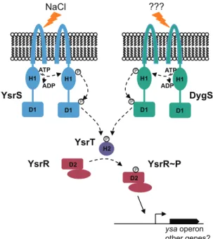 FIG 5 Model of potential phosphorelay events leading to the activation of ysa gene expression