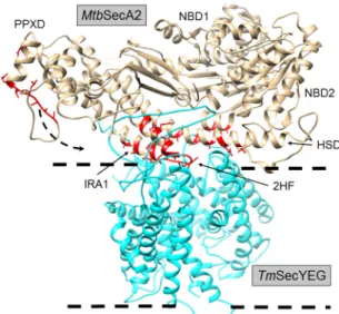 TABLE 3 Residues of MtbSecA2 predicted to be in contact with SecY based on structural superposition with TmSecA in complex with SecYEG (PDB code 3DIN)