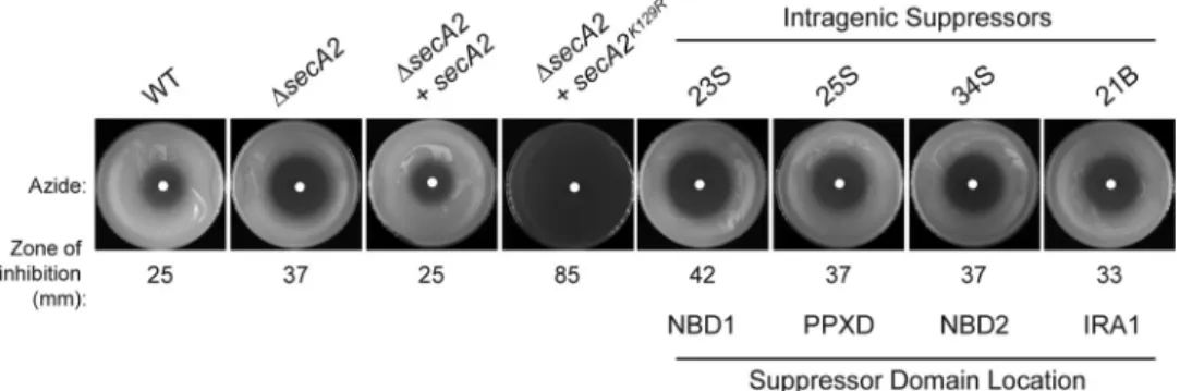 TABLE 4 Suppressor mutations observed in M. smegmatis SecA2 K129R