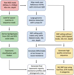 FIG 2 Schematic representation of the Wadsworth Center TB WGS bioinformatics pipeline