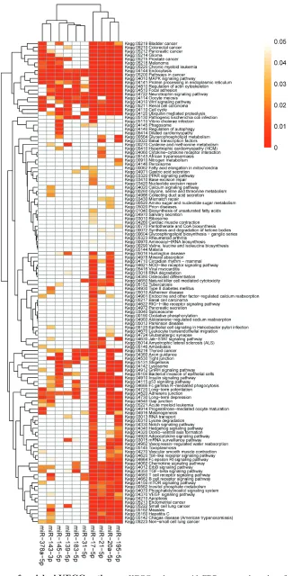 Figure 5: the heatmap of enriched KeGG pathways. KEGG pathways with FDR-corrected p-value of each integrated-signature miRNA were constructed a heatmap showing the results of pathway enrichment analysis