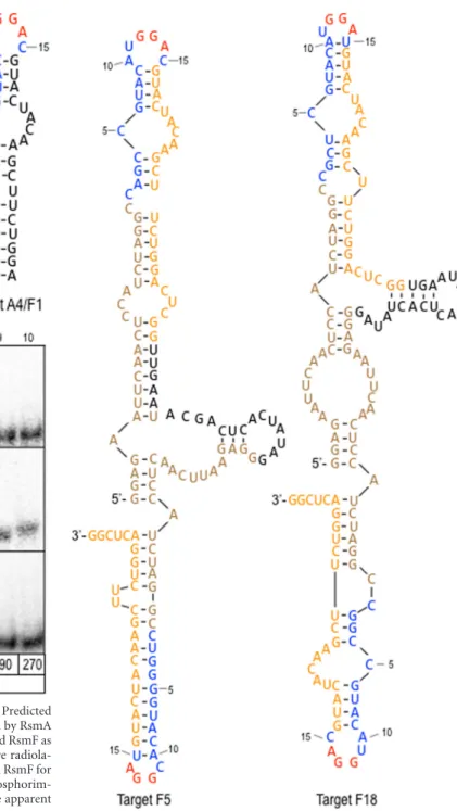 FIG 6 Predicted secondary structures for targets F5 and F18, selected by RsmF in round 6