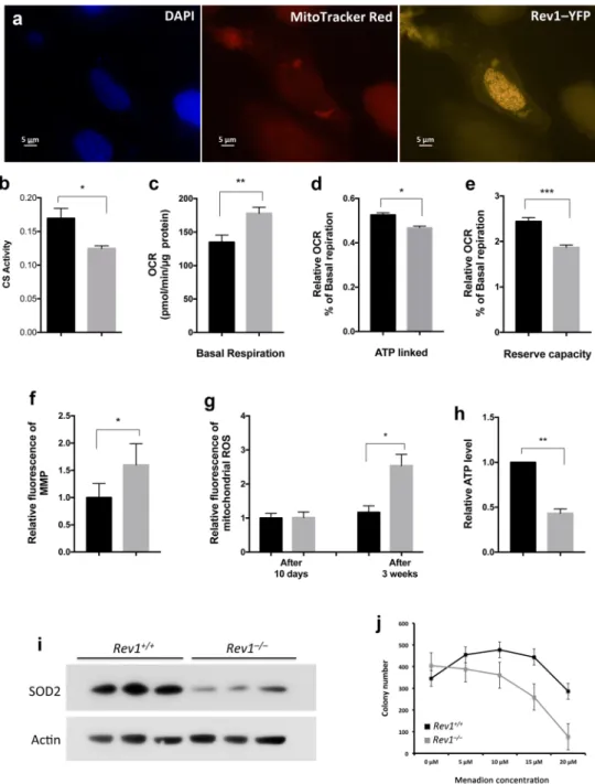 Figure 1.  Mitochondrial function is impaired in Rev1 −/−  Cells. (a) Fluorescent microscopy analysis of  subcellular localization of Rev1 protein