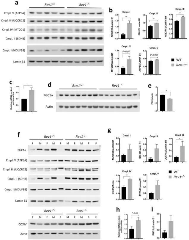 Figure 2.  Mitochondrial content and biogenesis. (a,b,f,g) Immunoblot analysis of the subunits of 