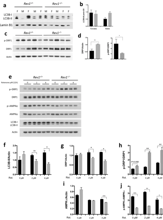 Figure 4.  Analysis of autophagy and mitochondrial dynamics in MEFs and hepatocytes in WT and Rev1 −/−