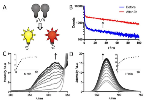 Figure  3:  A)  Schematic  representation  of  disulfide  cleavage,  B)  difference  in  luminescence  decay  before  and  after  cleavage  in solution, C) increase  of  luminescence  of  Ir(ppy) 3   and  D) Cy5  upon cleavage