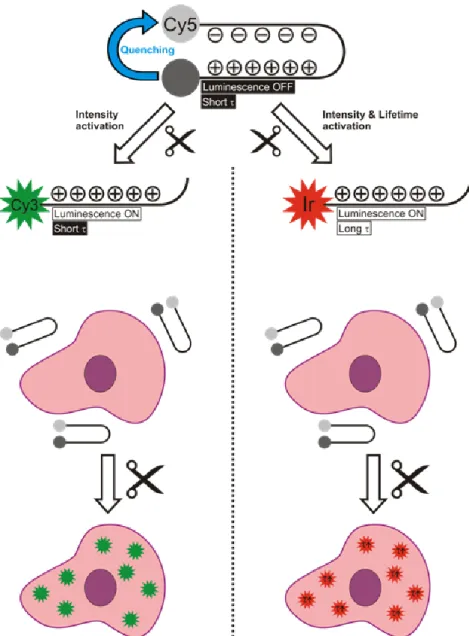 Figure 1. Schematic overview of the difference between the use of an activatable luminescence imaging agent (left)  and an activatable lifetime imaging agents (right), both based on a hairpin motive