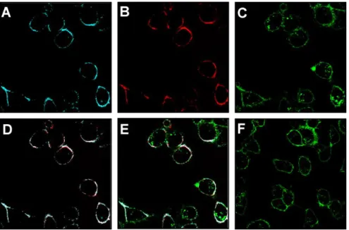 Figure 5. A-F) Confocal images of Cy5-Ad 2  staining on Cy3 1.5 CD 72 PIBMA 389  functionalized MDAMB231 X4 cells