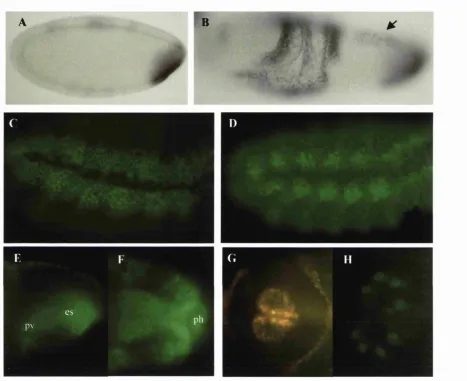 Figure 3.3. Further characterisation of Mirror expression in the embryo. A+B) in situa the amnioserosa and in cells of the procephalon (arrow)