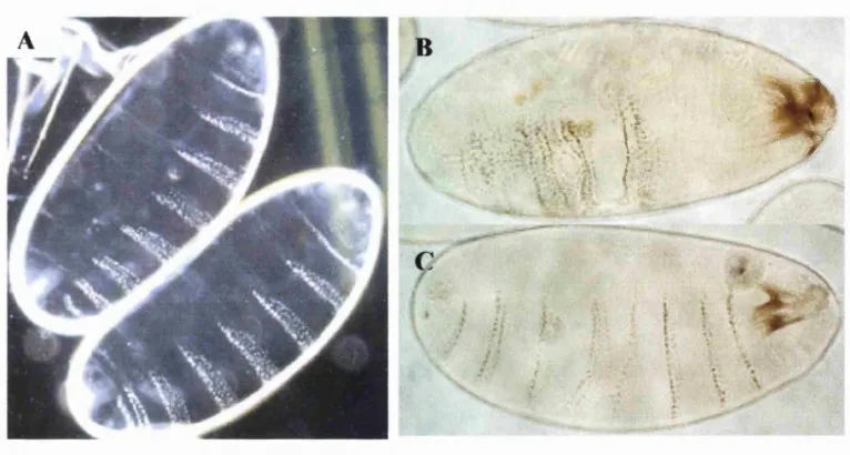 Figure 3.7. Molecular origin of the “wingless class” cuticle phenotype in ubiquitously mirrorexpressing embryos