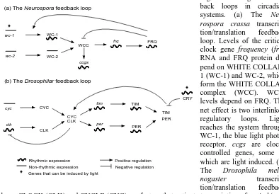 Figure 1.5 Negative feed-back loops in circadian