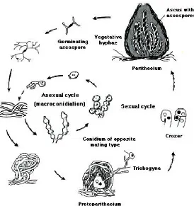 Figure 1.8. Life cycles of Neurospora. The asexual cycle, the inner cir-cle, depicts the formation of macroconidia from aerial hyphae and theirgermination to form a new mycelium