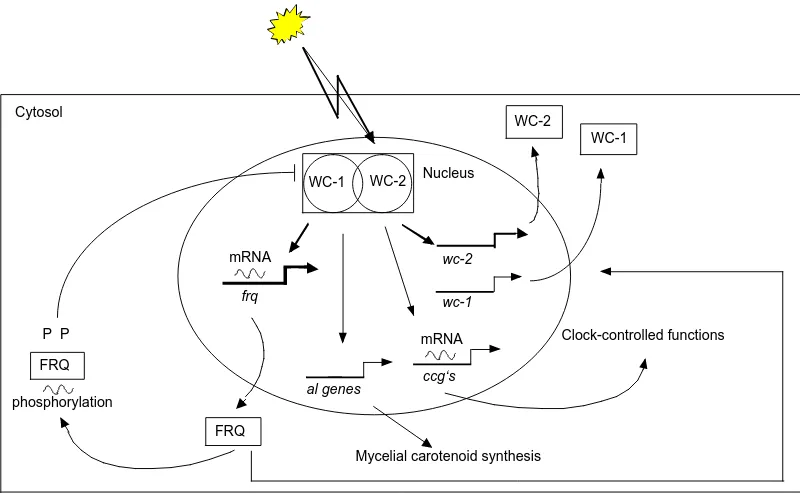 Figure 1.10 Negative feedback loop of Neurospora crassa. In the nu-cleus, the expression of frq mRNA is activated by WC-1 and WC-2complex (WCC)