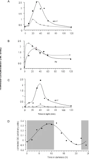 Figure 1.11 Circadian regulation of light responses. Time of day-specific light induction of wc-1 (A), frq RNA (B) and al-1 RNA (C).Mycelial pads were incubated for 16 h (~ET11, open circles) and 27 h(~ET23, filled circles) in the dark and then exposed to 